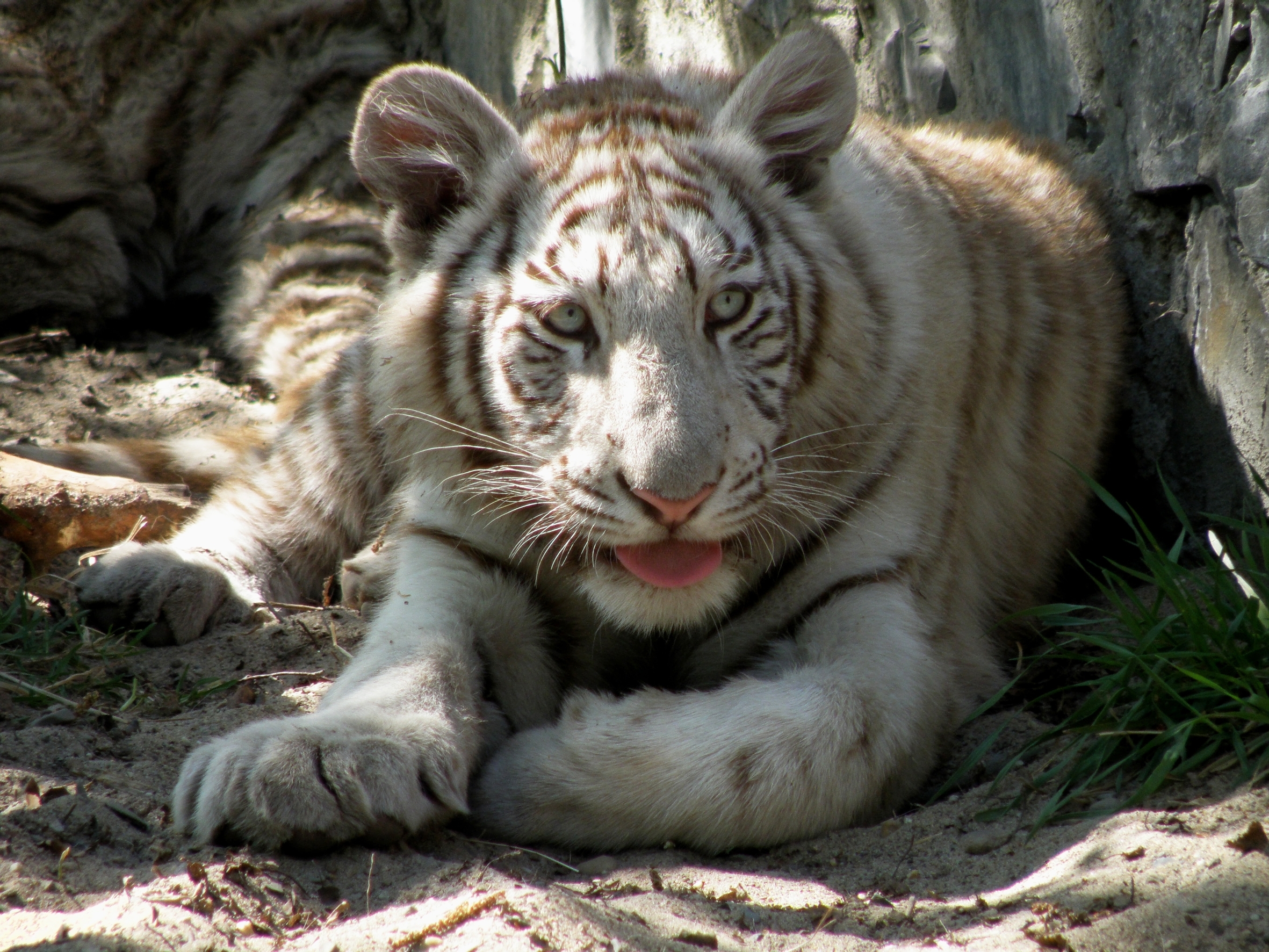 White tiger cub resting