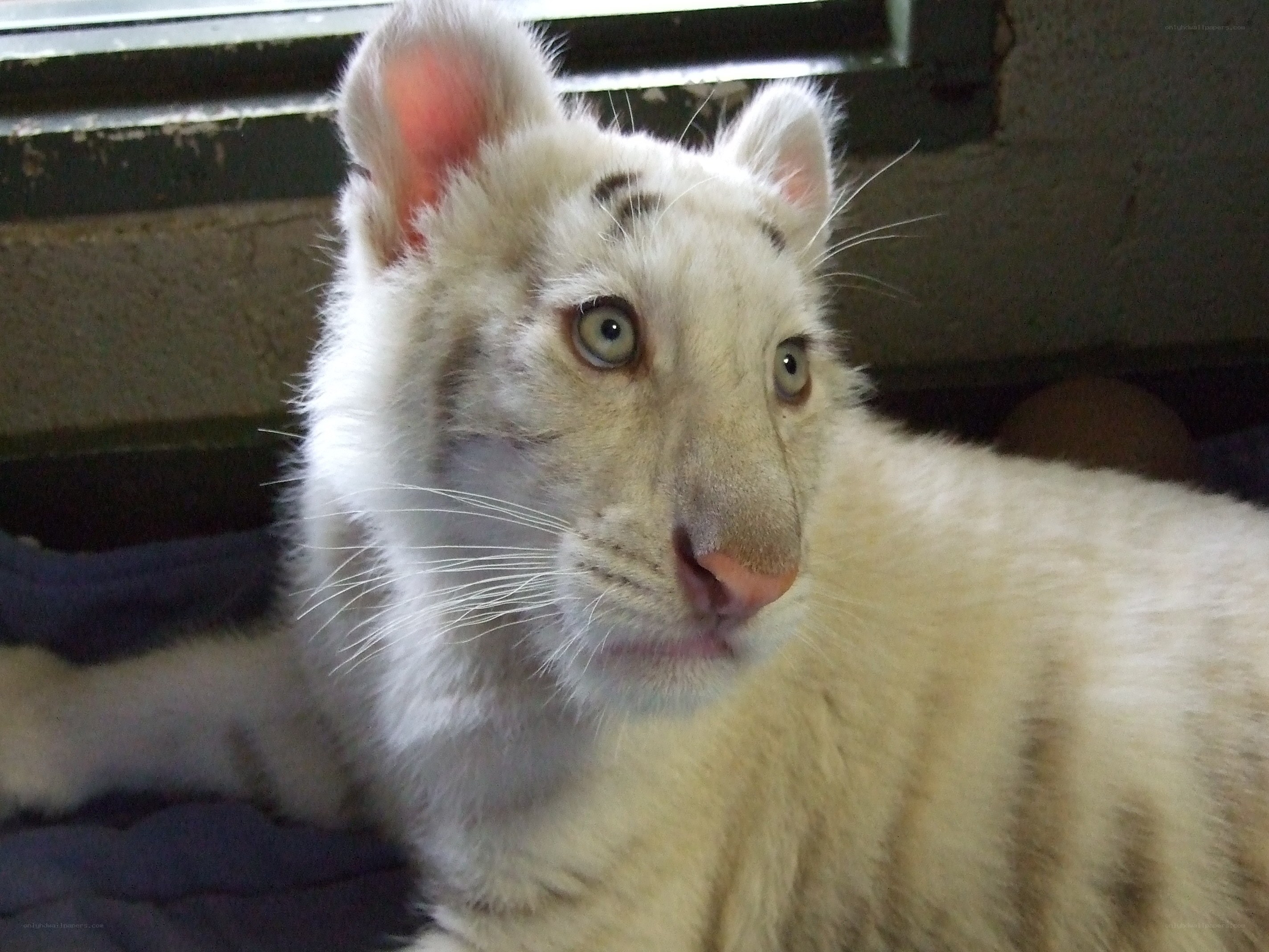 white tiger cub resting