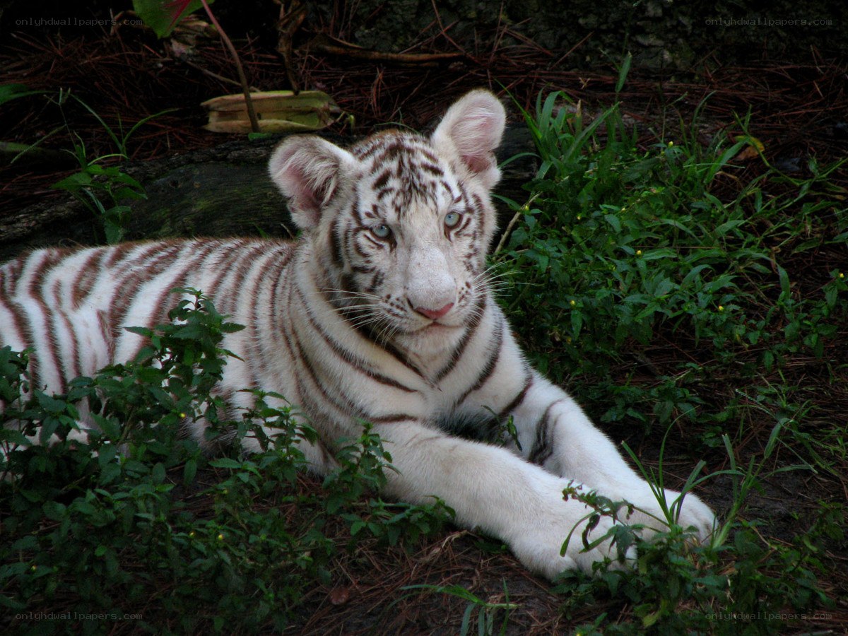 white tiger cub resting