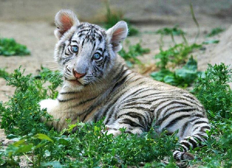 White tiger cub resting in grass