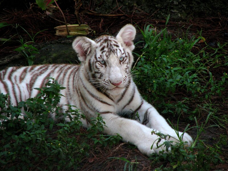 white tiger cub resting