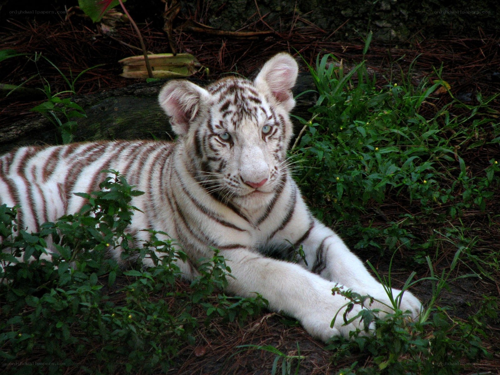white tiger cub resting
