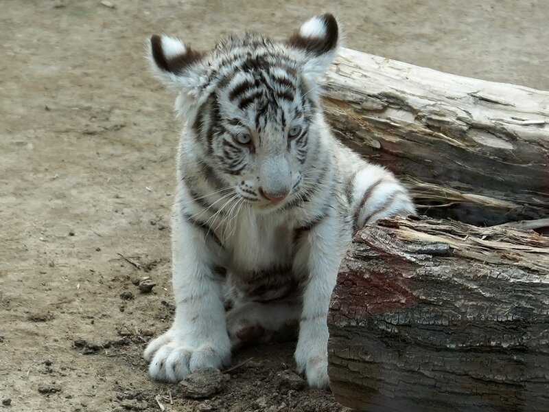 White tiger cub sitting