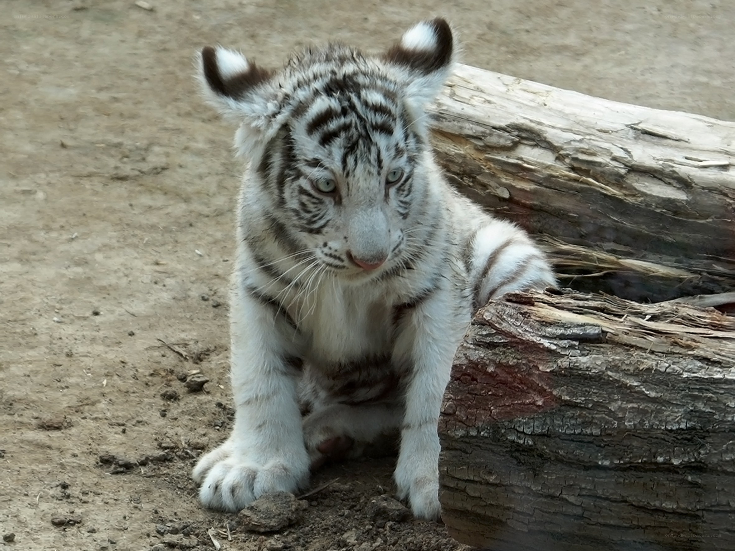 White tiger cub sitting
