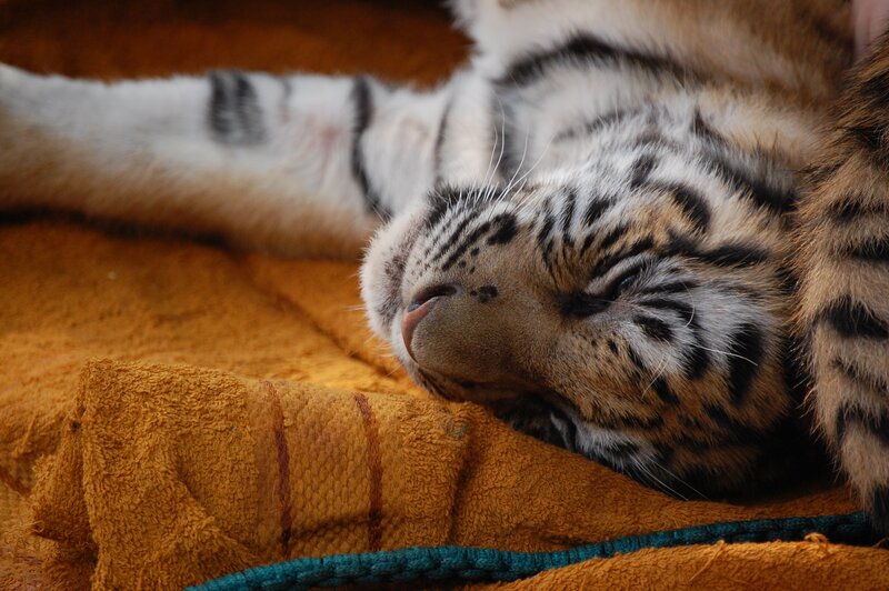 White Tiger Cub Sleeping — Brown