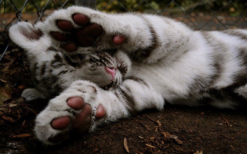 White Tiger Cub Sleeping — Peaceful