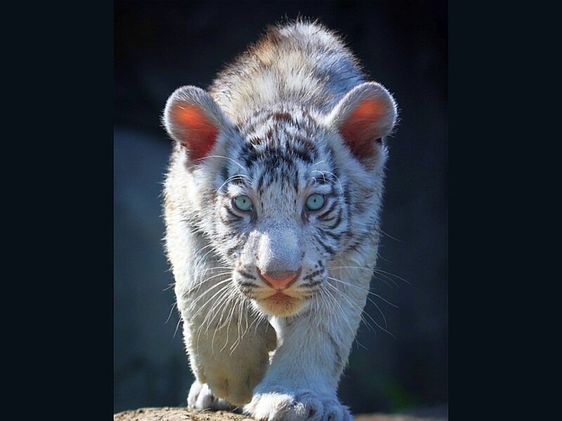 White Tiger Cub