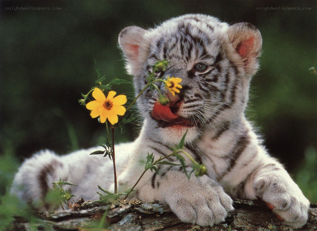 White tiger cub with flower