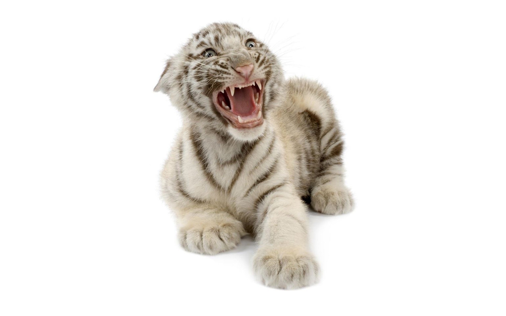 white tiger cub yawning