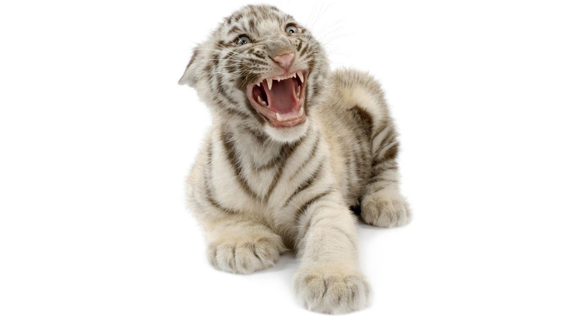 white tiger cub yawning