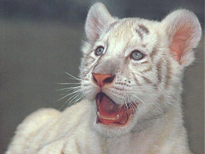 white tiger cub yawning