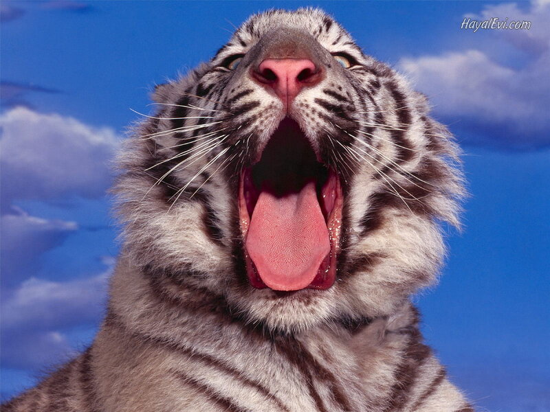 White Tiger Cub Yawning — Blue