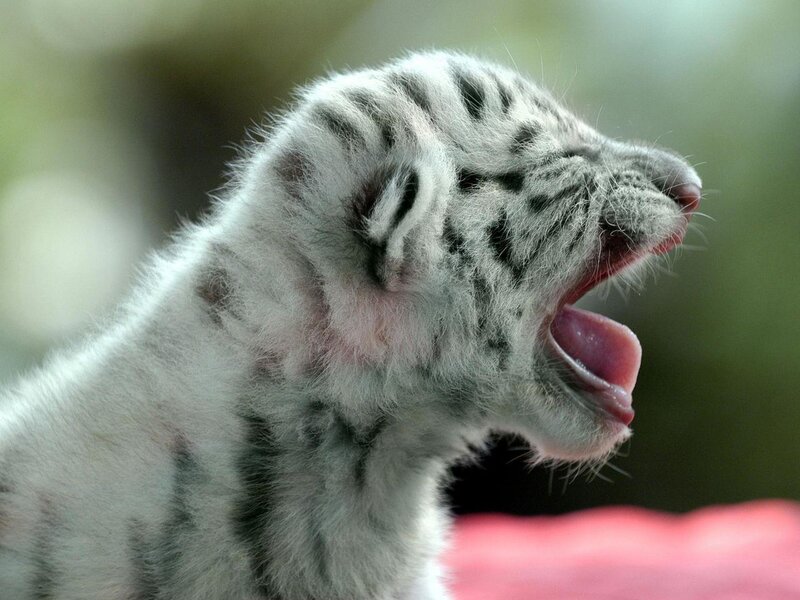 White Tiger Cub — Yawning, Photograph