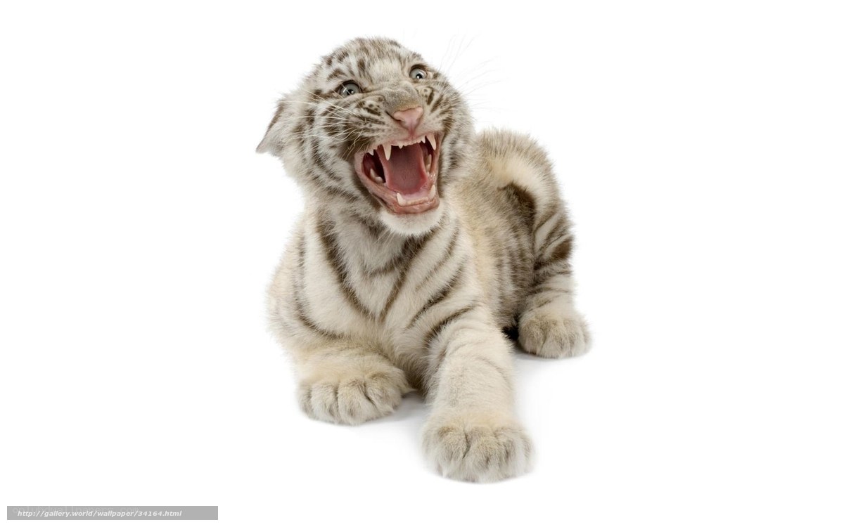 white tiger cub yawning