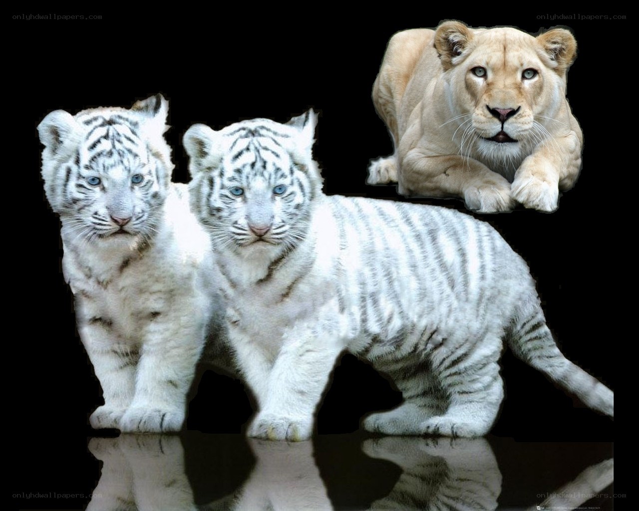 White tiger cubs and lioness