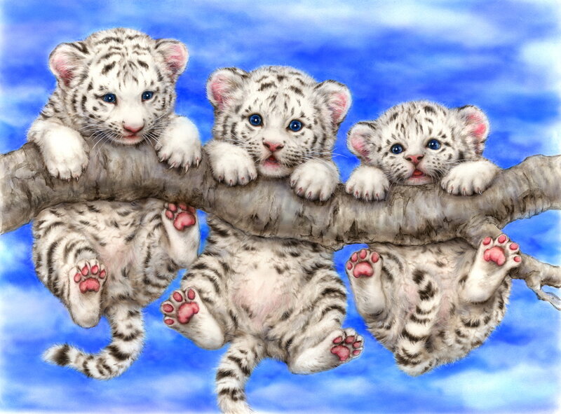 White Tiger Cubs — Blue, Playful