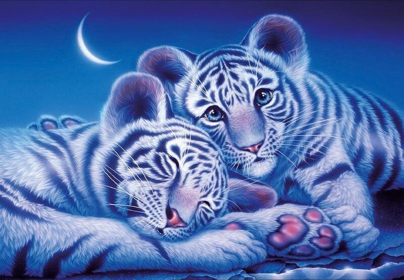 White Tiger Cubs — Blue