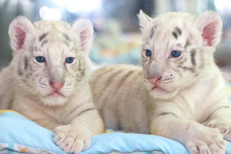 White Tiger Cubs — Calm, Photograph, Cub