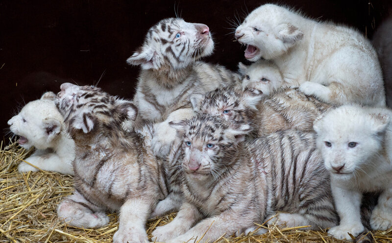 White Tiger Cubs — Calm, Photograph