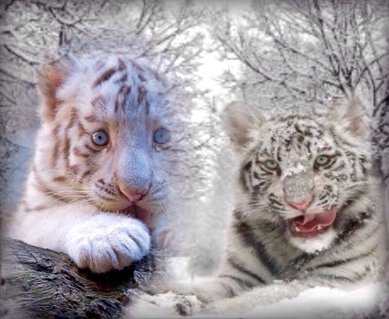 White Tiger Cubs — Calm, Winter
