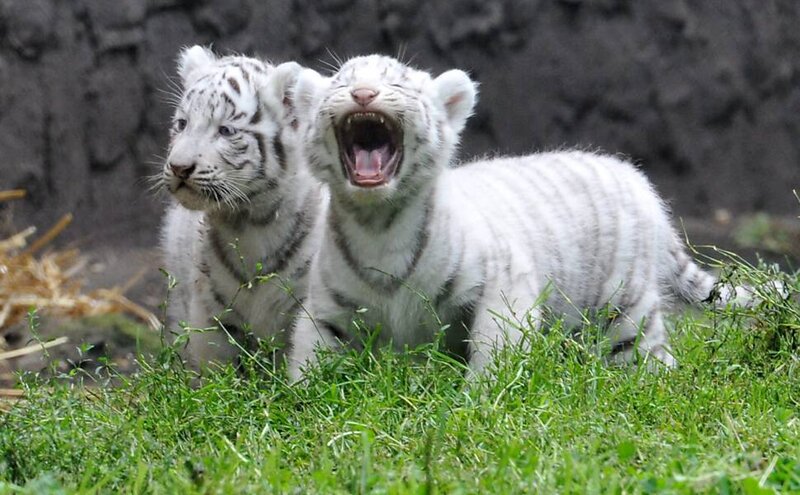 White Tiger Cubs — Green