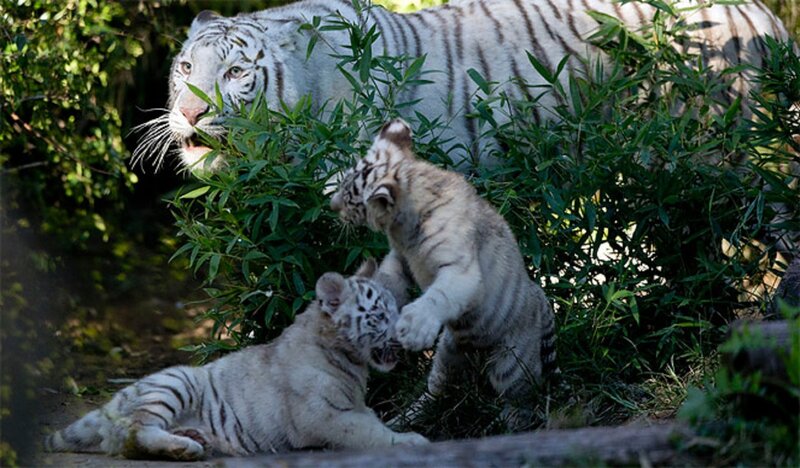 White Tiger Cubs — Natural