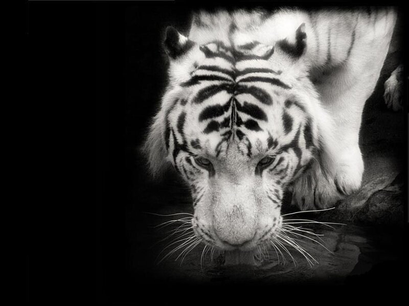 white tiger drinking water