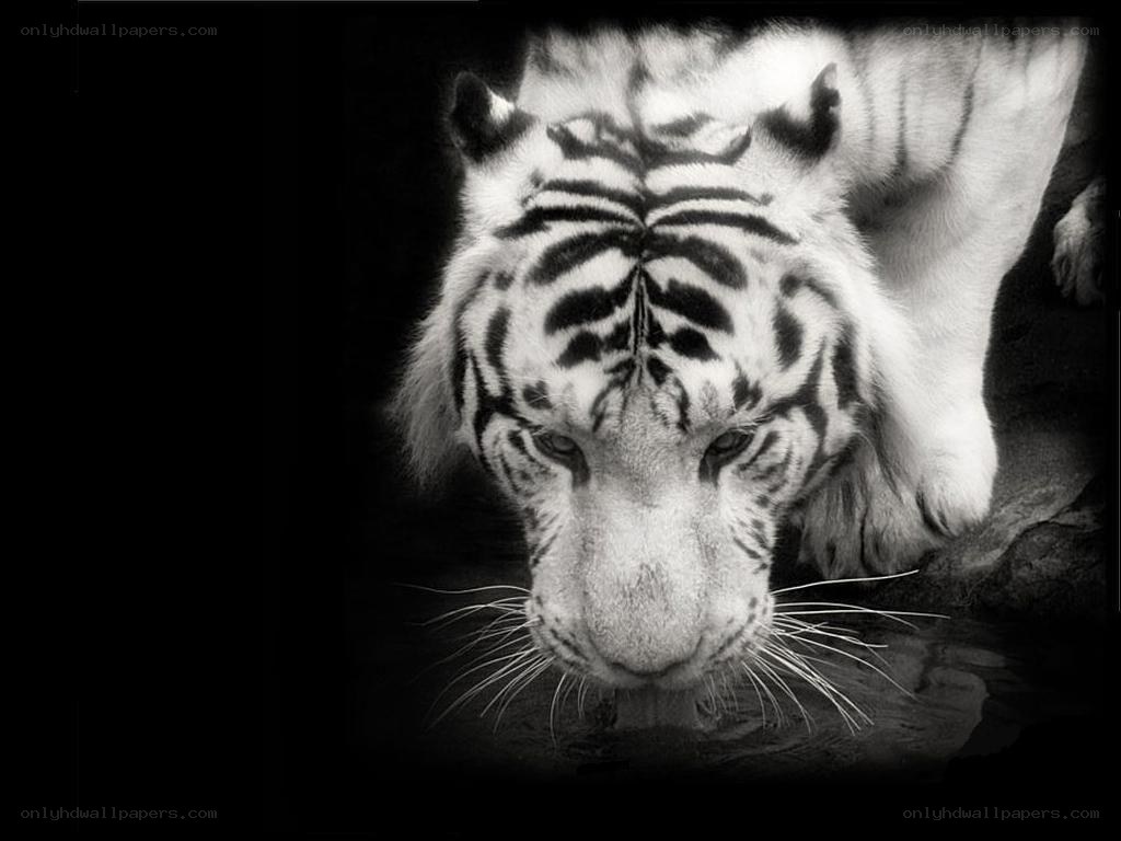 white tiger drinking water