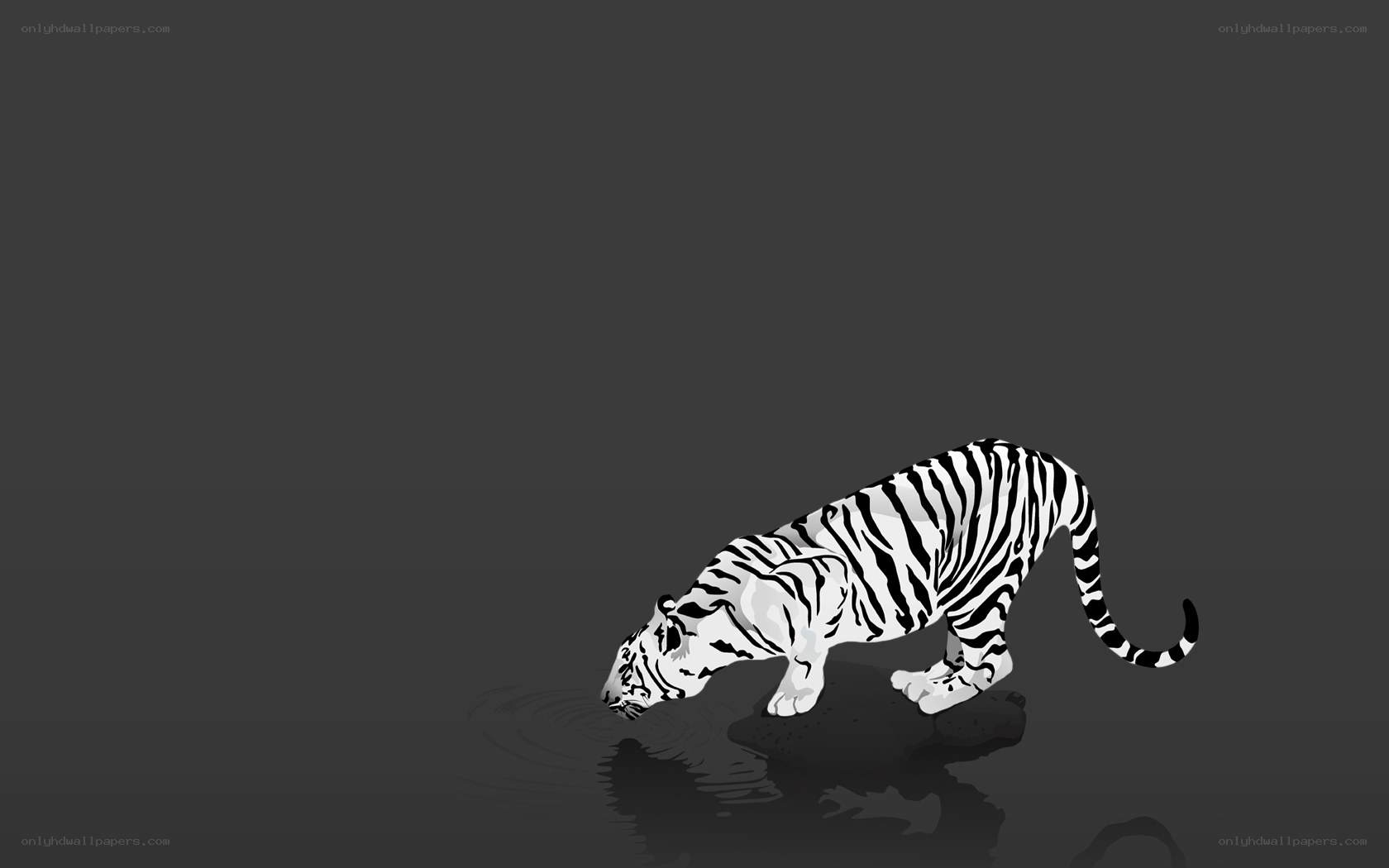 white tiger drinking water