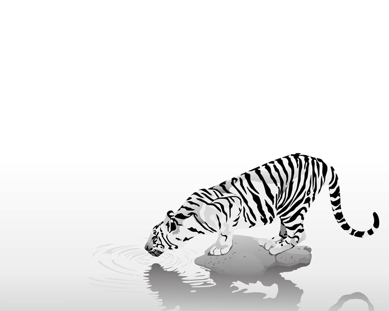 white tiger drinking water