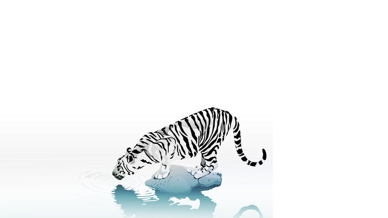 White tiger drinking water