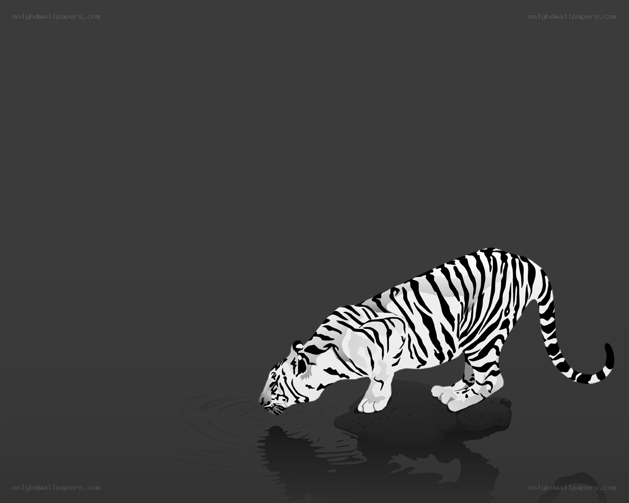 white tiger drinking water