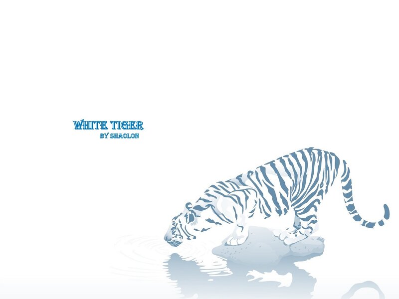 White tiger drinking water