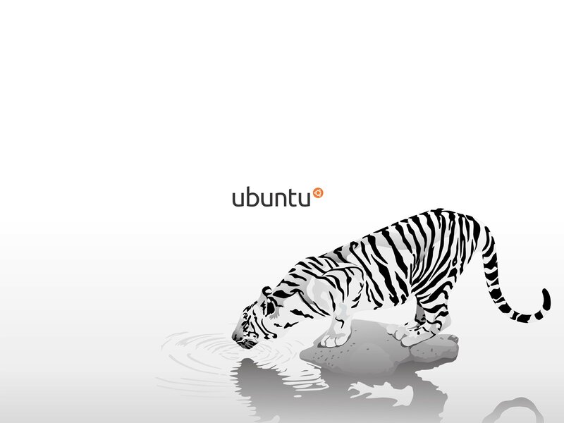 White Tiger Drinking Water — Black, Calm, Illustration, Rock