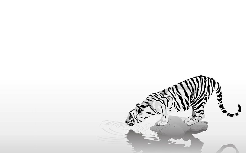 White Tiger Drinking Water — Black, Calm, Illustration