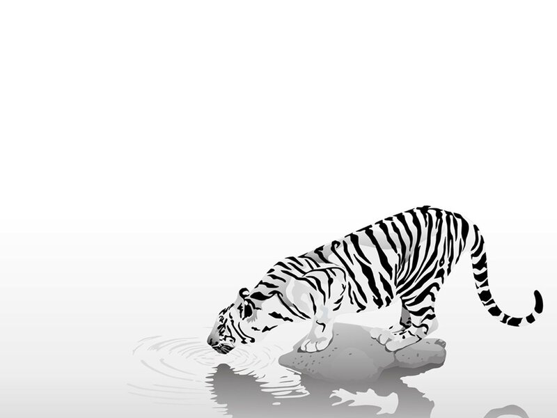 White Tiger Drinking Water — Black, Calm, Vector Art, Rock