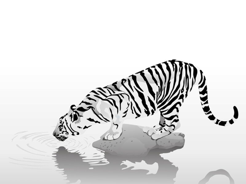 White Tiger Drinking Water — Black, Gray