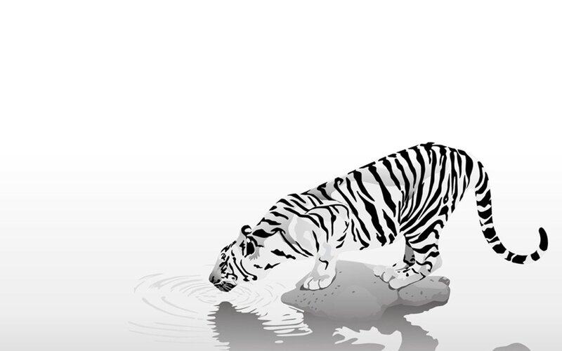 White Tiger Drinking Water — Black, Illustration