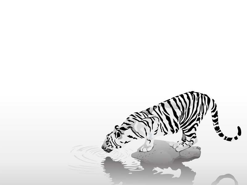 White Tiger Drinking Water — Calm, Rock