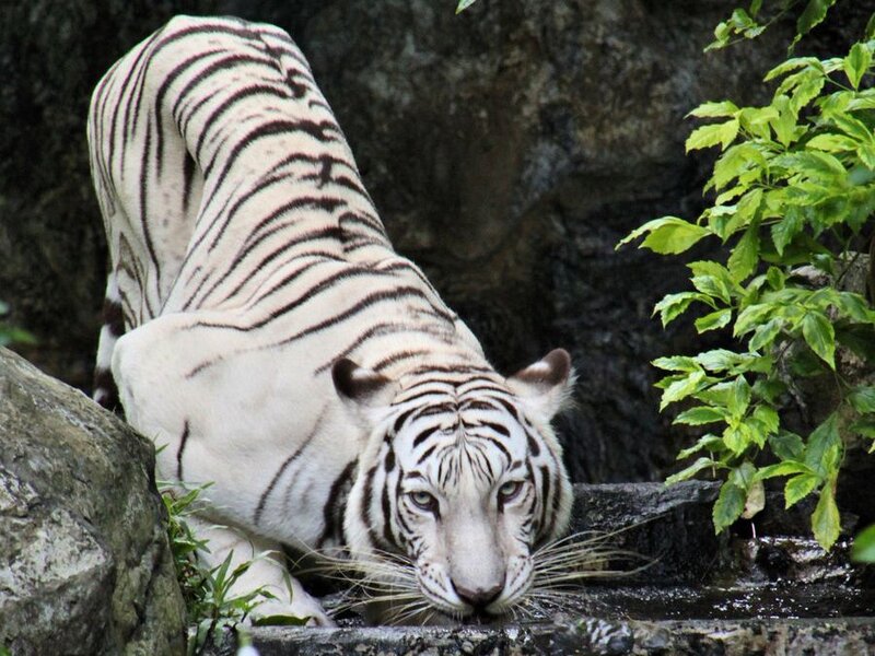 White Tiger Drinking Water — Calm