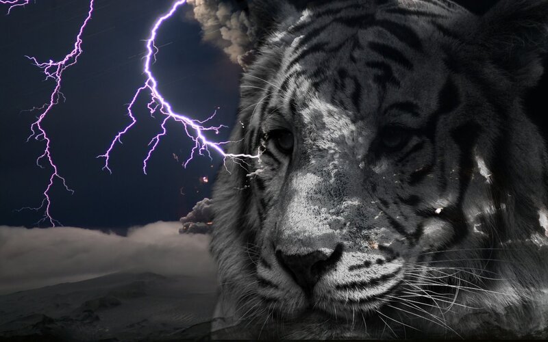 White Tiger Face — Black, Dramatic, Night