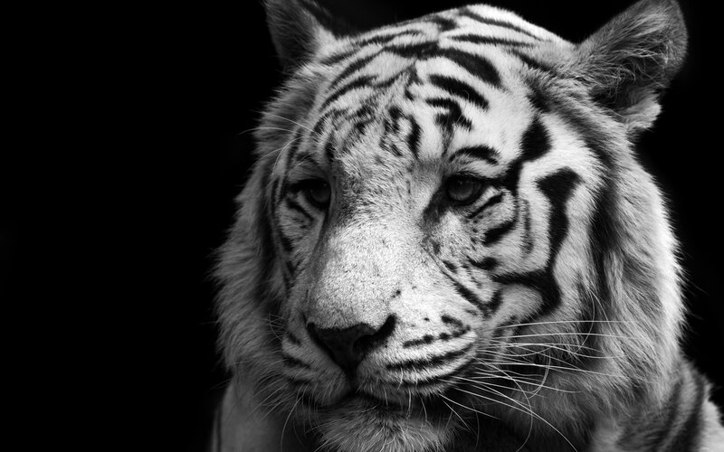 White Tiger Face — Black, Dramatic, Photograph, Stripes