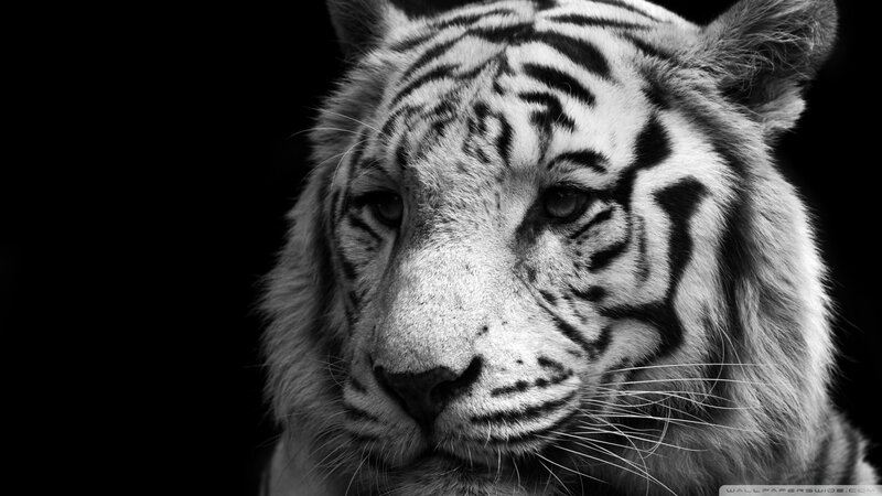 White Tiger Face — Black, Dramatic