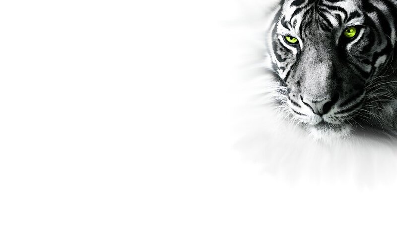 White Tiger Face — Black, Intense, Photograph, Eyes