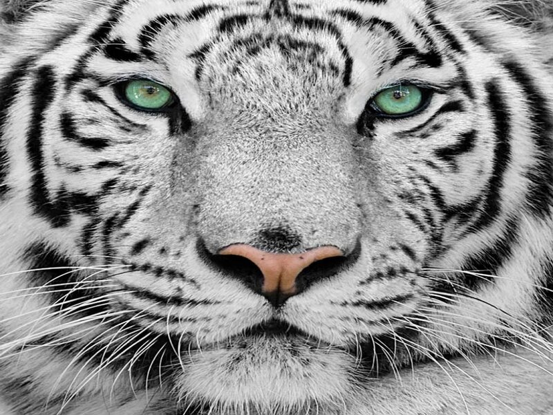 White Tiger Face — Black, Intense, Photograph