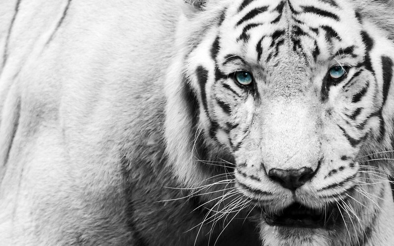 White Tiger Face — Black, Intense