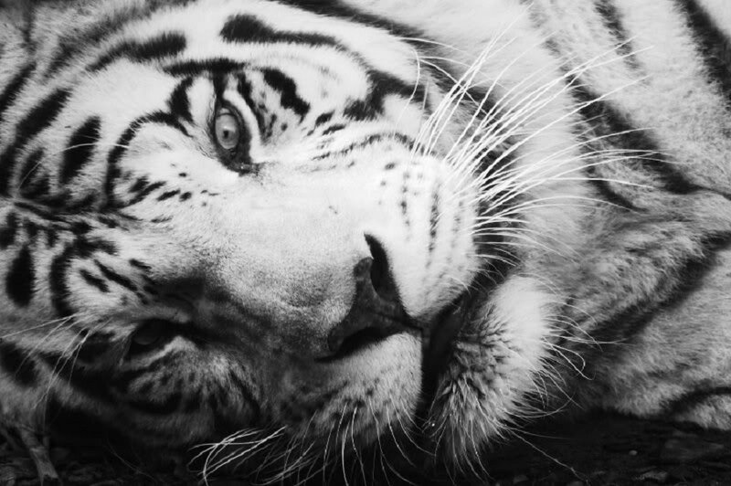 White Tiger Face — Black