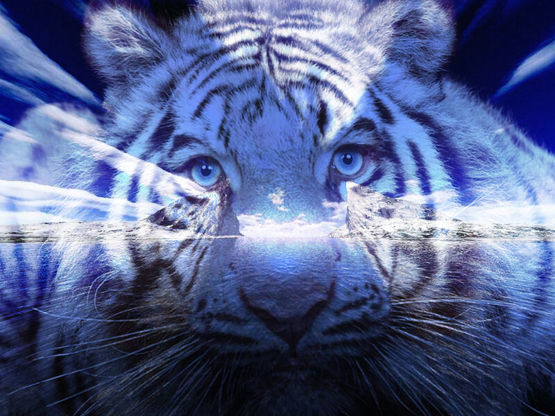 White Tiger Face — Blue