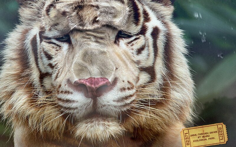 White Tiger Face — Brown, Calm