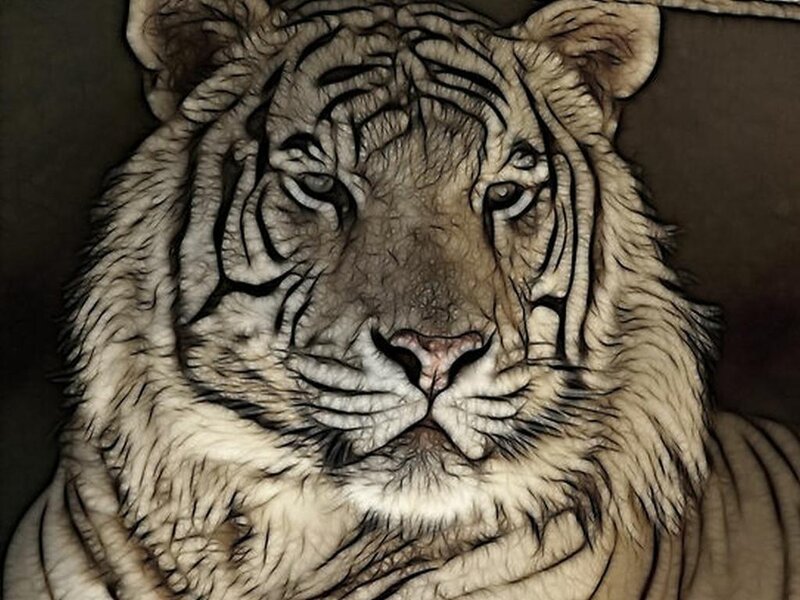 White Tiger Face — Brown, Intense